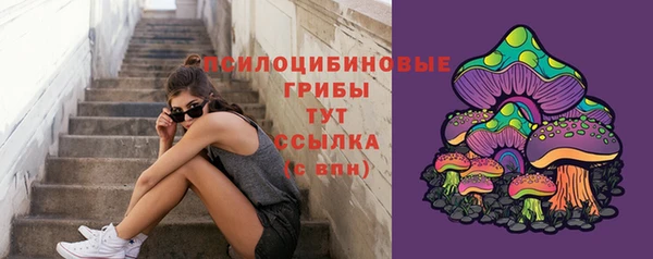 стаф Богданович